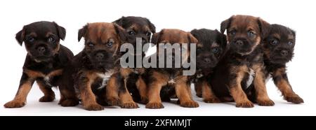 Seven Border Terrier puppies in a line / row , age 5 weeks. Stock Photo