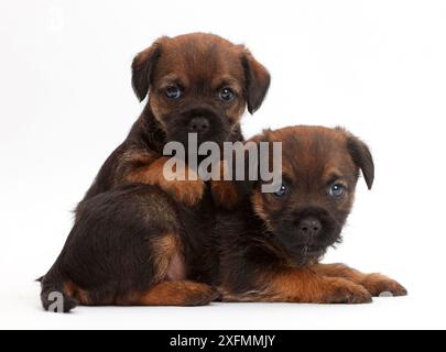 Border Terrier puppies, age 5 weeks. Stock Photo