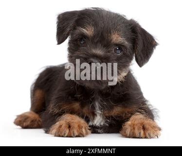 Border Terrier puppy, age 8 weeks. Stock Photo