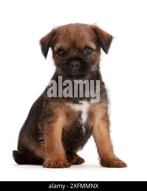 Border Terrier puppy, age 8 weeks. Stock Photo