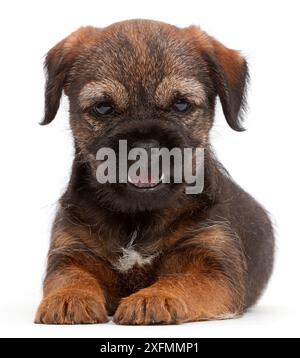 Border Terrier puppy, age 8 weeks. Stock Photo