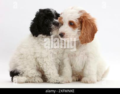 Black-and-white toy Labradoodle puppy with red-and-white Cockapoo puppy. Stock Photo
