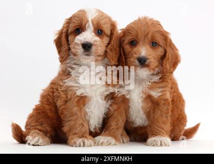 Two Red Toy Cockapoo puppies. Stock Photo