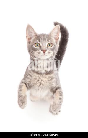 Grey tabby kitten standing and begging. Stock Photo
