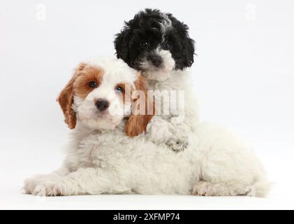 Black-and-white toy Labradoodle puppy with red-and-white Cockapoo puppy. Stock Photo