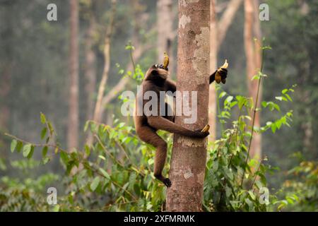 Agile gibbon (Hylobates agilis) carrying bananas collected from a feeding platform climbing up a tree, Tanjung Puting National Park, Kalimantan, Borneo, Indonesia, October. Stock Photo