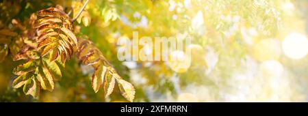 Fall colorful banner. Autumn rowan leaves on tree branch with sunlight filtering through. Image shows beauty of autumn with leaves on tree branch in s Stock Photo