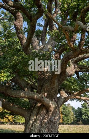 Centuries old English oak / pedunculate oak (Quercus robur) in late summer, Denmark, September 2016. Stock Photo