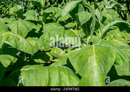 Aztec tobacco / wild tobacco (Nicotiana rustica) plants in field, July. Stock Photo