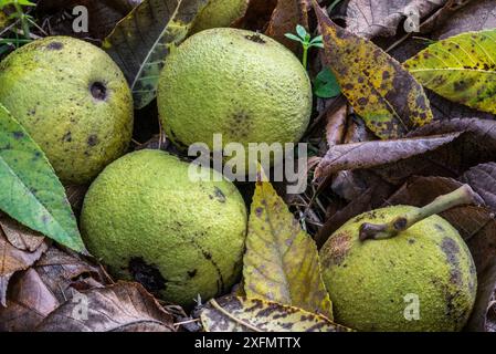 Fallen green husks / walnuts of the Eastern black walnut (Juglans nigra) tree on the forest floor, native to eastern North America, Belgium, November. Stock Photo