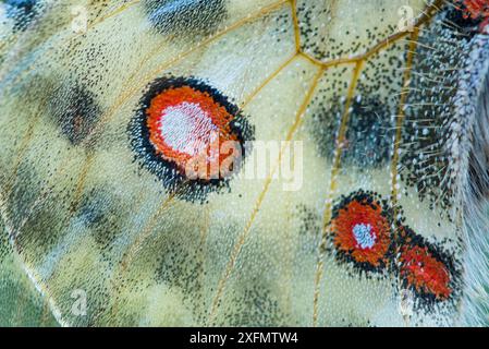 Apollo butterfly (Parnassius apollo) close up detail of wing spots , Aosta Valley, Gran Paradiso National Park, Italy. Stock Photo