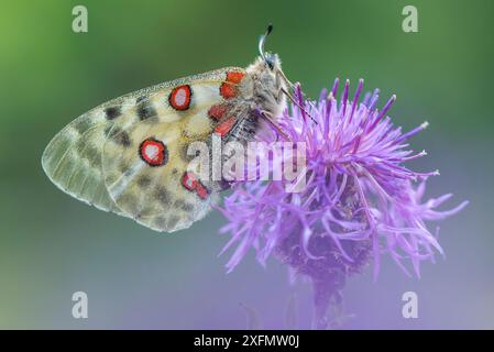 Apollo butterfly (Parnassius apollo) on knapweed flower, Aosta Valley, Gran Paradiso National Park, Italy. Stock Photo