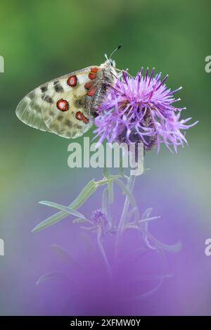 Apollo butterfly (Parnassius apollo) on knapweed flower, Aosta Valley, Gran Paradiso National Park, Italy. Stock Photo