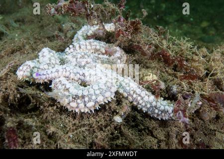 Spiny starfish (Marthasterias glacialis), South Arran Marine Protected Area, Isle of Arran, Scotland, UK, August. Stock Photo