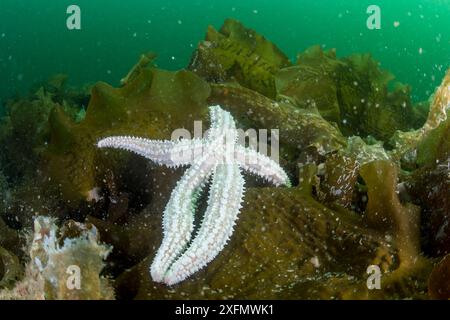 Spiny star fish (Marthasterias glacialis) amongst kelp, South Arran Marine Protected Area, Isle of Arran, Scotland, UK, August. Stock Photo