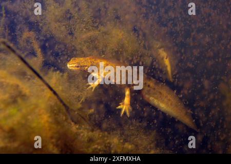 Palmate newt (Lissotriton helveticus) male in a pond maintained for newts and other pond life surrounded by Water fleas (Daphnia pulex), a major prey item, Mendip Hills, near Wells, Somerset, UK, February. Stock Photo