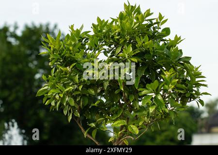 Tangerine orange tree blossoming, agriculture concept. Orange tree blossom close-up, unripe oranges on the tree, beautiful blurred background Stock Photo