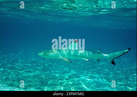 Blacktip reef shark (Carcharhinus melanopterus) juvenile in shallow water, Maldives, Indian Ocean. Stock Photo