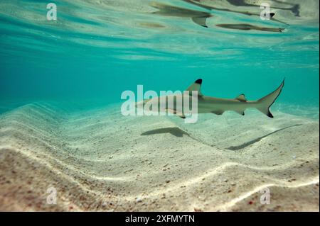 Blacktip reef shark (Carcharhinus melanopterus) swimming in shallow water, Maldives, Indian Ocean. Stock Photo