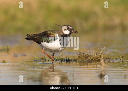 Lapwing (Vanellus vanellus) female wading, St John's Pool Bird Reserve, Thurso, Caithness, Scotland, UK, May. Stock Photo