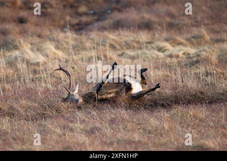 Red deer (Cervus elaphus) stag rolling in mud wallow, Scotland, UK, February. Sequence 3 of 4. Stock Photo