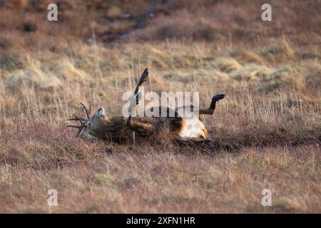 Red deer (Cervus elaphus) stag rolling in mud wallow, Scotland, UK, February. Sequence 3 of 4. Stock Photo