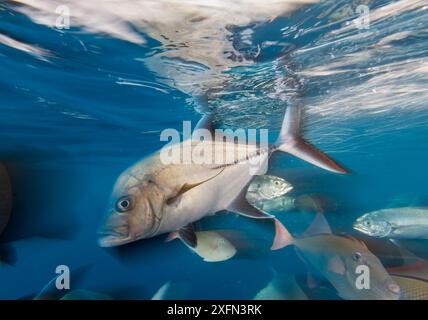 Black jack (Caranx lugubris), Green Jack (Caranx caballus) and Redtail triggerfish (Xanthichthys mento), San Benedicto Island, Revillagigedo Archipelago Biosphere Reserve (Socorro Islands), Pacific Ocean, Western Mexico, March Stock Photo