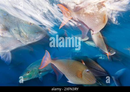 Bluefin trevally (Caranx melampygus) and Redtail triggerfish (Xanthichthys mento), San Benedicto Island, Revillagigedo Archipelago Biosphere Reserve (Socorro Islands), Pacific Ocean, Western Mexico, March Stock Photo