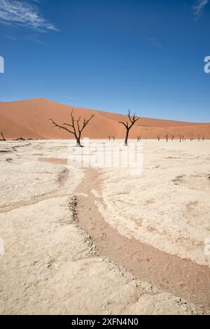 Ancient dead Camelthorn trees (Vachellia erioloba) and dry river bed, Sossusvlei, Namib Desert, Namibia Stock Photo