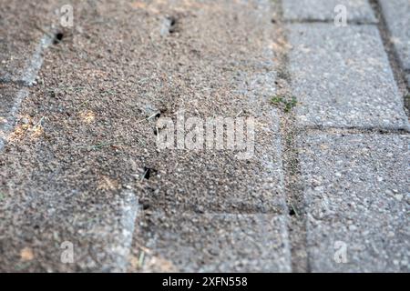 Close-up of an anthill on pavement, life of nature in urbanized environment. Stock Photo