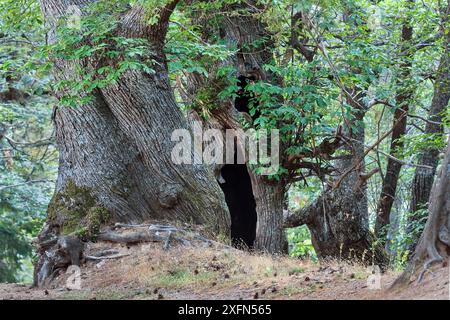 Giant Chestnut tree (Castanea Sativa). June, Sila Greca, Sila National Park,  Calabria, Italy Stock Photo