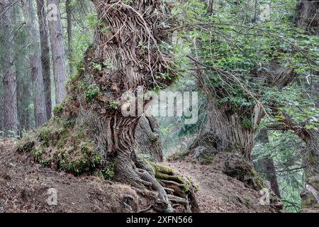 Giant Chestnut tree (Castanea Sativa) Sila Greca, Sila National Park,  Calabria, Italy. June, Stock Photo