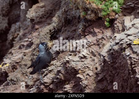 Jackdaw (Corvus monedula) collecting dry grass for its nearby nest burrow on a cliff face, Polzeath, Cornwall, UK, April. Stock Photo
