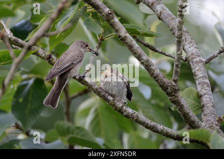 Spotted flycatcher (Muscicapa striata) feeding a solitary bee to its chick which has just left the nestbox, Cornwall, UK, August. Stock Photo