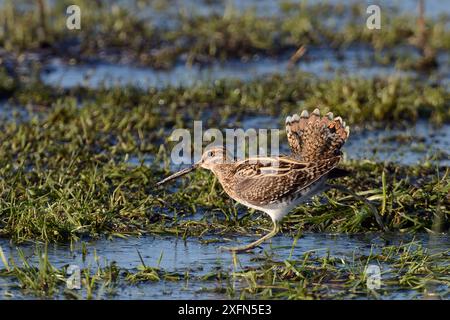 Common snipe (Gallinago gallinago) walking on frozen flooded marshland to chase off another with its tail raised in a display, Greylake RSPB reserve,  Somerset Levels, UK, January. Stock Photo