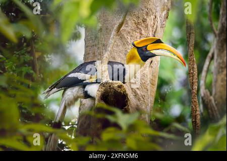 Great Indian Hornbill (Buceros bicornis) in forest canopy. Kaziranga National Park, Assam, India. Stock Photo