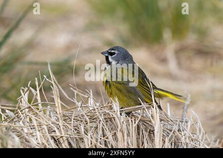 Black-throated finch (Melanodera melanodera melanodera) male perched amongst grasses, Sealion Island, Falkland Islands. December. Stock Photo