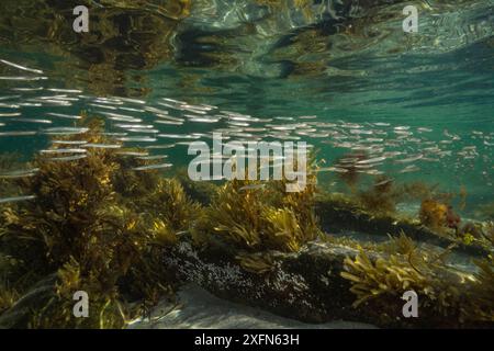 American sandlance (Ammodytes americanus) school in shallow waters ...