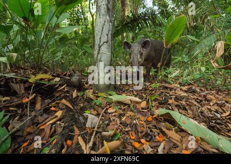 Baird's tapir (Tapirus bairdii) feeding on palm fruits in Corcovado National Park, Costa Rica, May. Endangered. Stock Photo