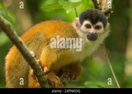 Central American squirrel monkey (Saimiri oerstedii) in Corcovado National Park, Costa Rica, May. Vulnerable. Stock Photo