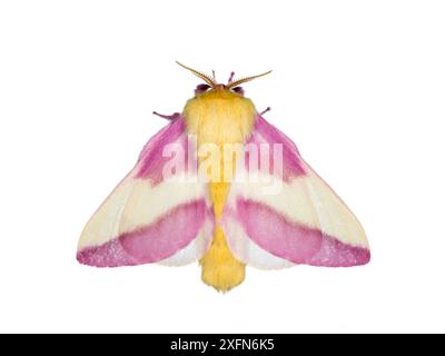 Rosy maple moth (Dryocampa rubicunda), photographed on white background, New Brunswick, Canada, June. Stock Photo