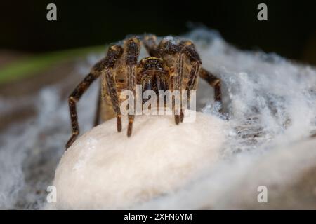 Wolf spider (Lycosidae) female guarding eggs. Algarve, Portugal Stock Photo