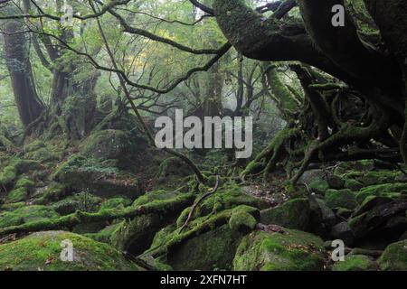 Sub-tropical rainforest in Shiratani Unsuikyo Ravine, Yakushima Island, UNESCO World Heritage Site, Japan. Stock Photo