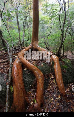 Tree roots (Stewartia) Sub-tropical rainforest tree in Shiratani Unsuikyo Ravine, Yakushima Island, UNESCO World Heritage Site, Japan. Stock Photo