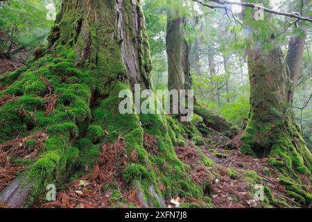 Sub-tropical rainforest in Shiratani Unsuikyo Ravine, Yakushima Island, UNESCO World Heritage Site, Japan. Stock Photo