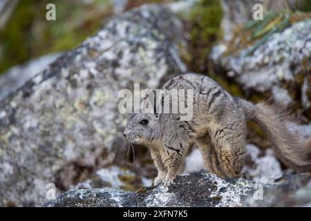 Northern viscacha (Lagidium peruanum) Huascaran National Park UNESCO World Heritage Site, Andes, Peru. Stock Photo