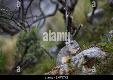 Northern viscacha (Lagidium peruanum) Huascaran National Park UNESCO World Heritage Site, Andes, Peru. Stock Photo