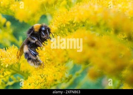 Heath bumblebee (Bombus jonellus) on Golden rod (Solidago) Monmouthshire, Wales, UK, September. Stock Photo