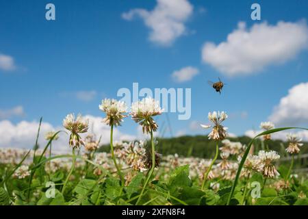 European honey bee (Apis mellifera) flying to White clover (Trifolium repens) flowers, Monmouthshire, Wales, UK. July. Stock Photo