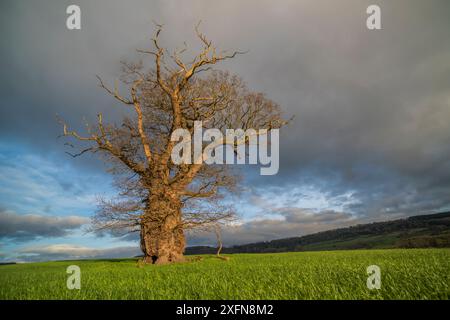 English oak tree (Quercus robur), 800 year old tree, Monmouthshire, Wales, UK.  March. Stock Photo